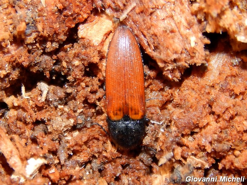 Ampedus sp,, Elateridae